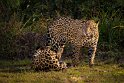 121 Zuid Pantanal, jaguar